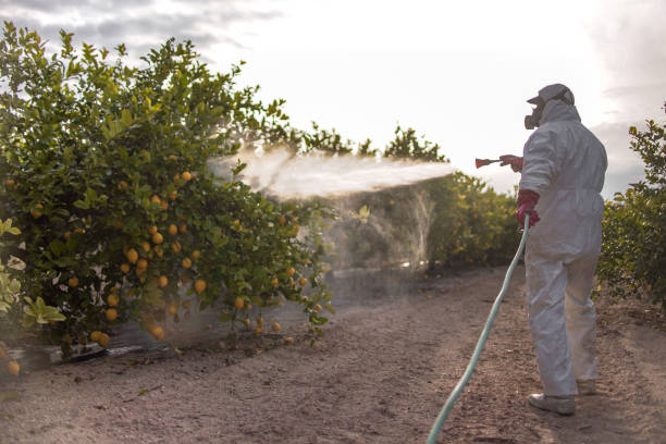 Best Wasp Removal Services  in Berwick, LA