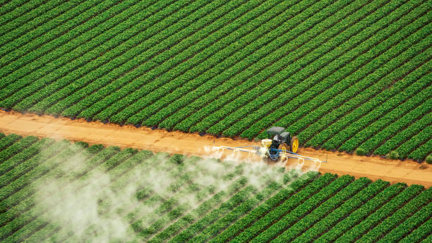 Best Local Pest Control Services  in Berwick, LA