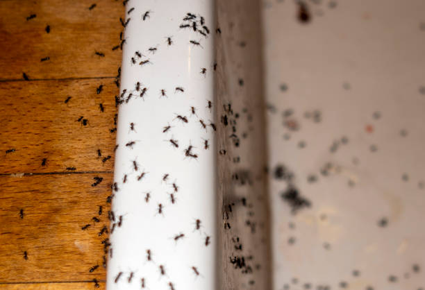 Best Pest Control Near Me  in Berwick, LA