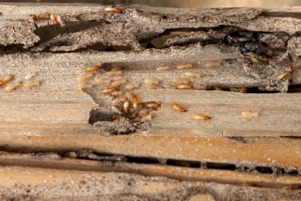 Best Wildlife Control Services  in Berwick, LA